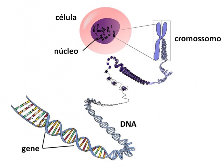 o cancer e cromossomo